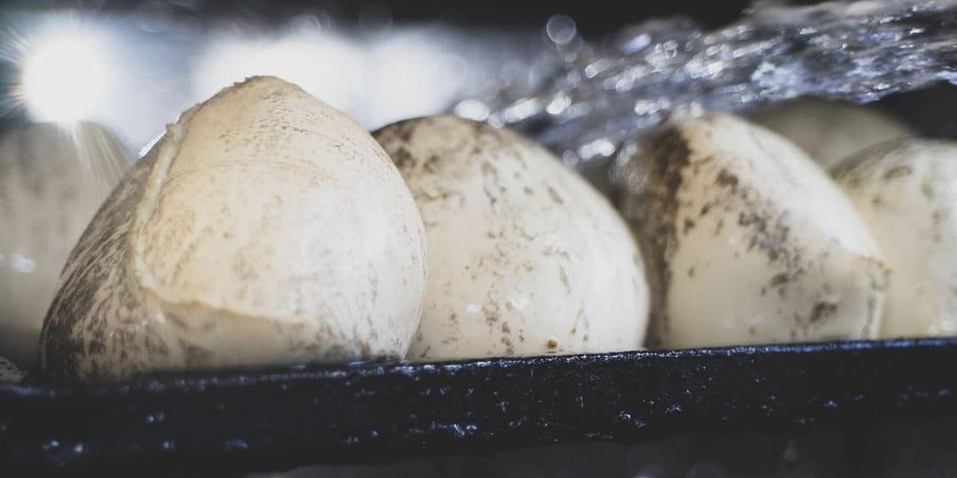 Come si fa la provola Come si fa la provola